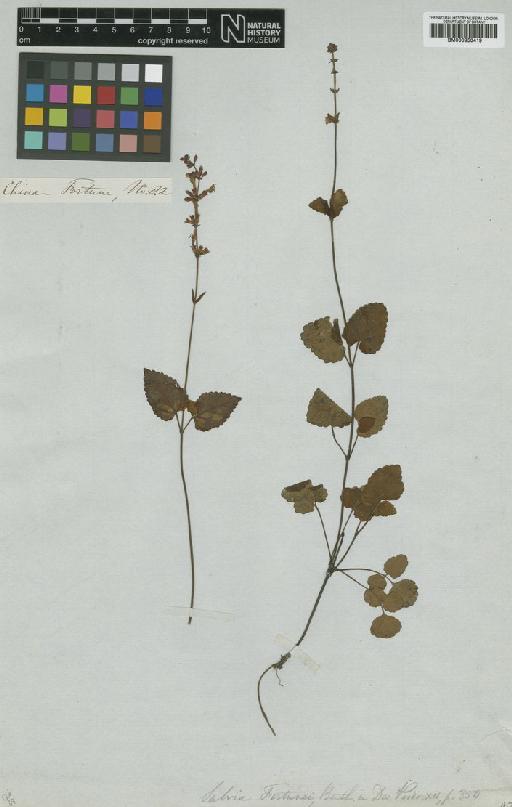 Salvia japonica Thunb. - BM000950419