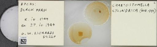 Chaetostomella cylindrica (Robineau-Desvoidy, 1830) - BMNHE_1444438_57447