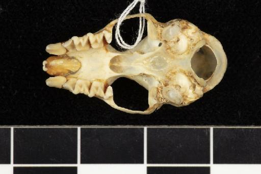 Hipposideros pendleburyi Chasen, 1936 - 1947_1436-Hipposideros_pendleburyi-Type-Skull-occlusal