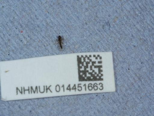 Culicoides (Culicoides) grisescens Edwards, 1939 - 014451663_1