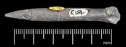 Simpsonibelus expansus (Simpson) - PI CC 1340 - belemnite