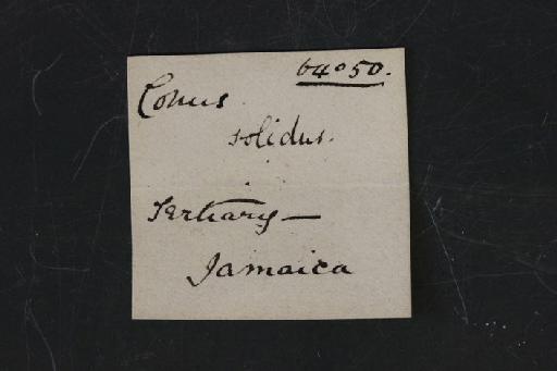 Conus solidus Gmelin, 1791 - OR 64050. Conus solidus (label.2)