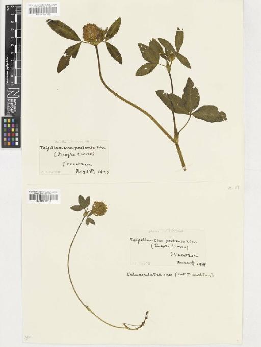 Trifolium pratense L. - BM001036709