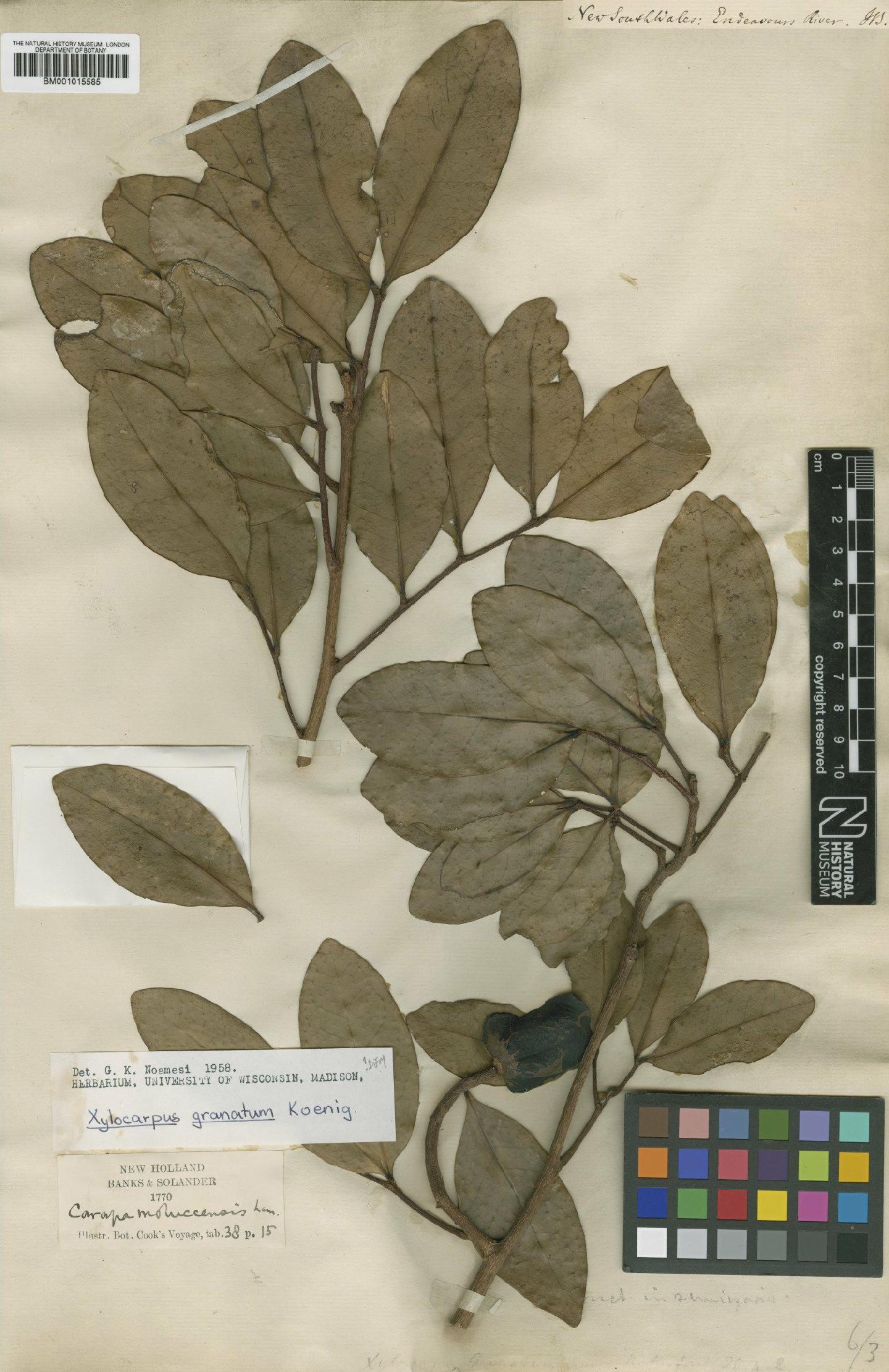 To NHMUK collection (Xylocarpus granatum J.Koenig; TYPE; NHMUK:ecatalogue:621318)