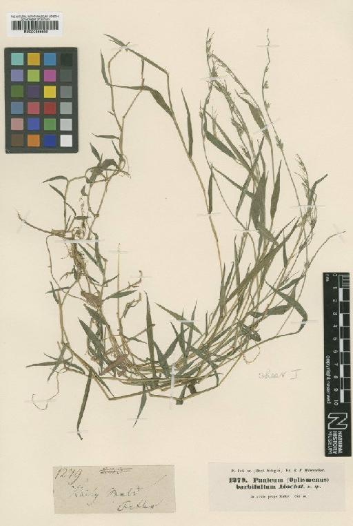 Oplismenus undulatifolius (Ard.) Roem. & Schult. - BM000959552