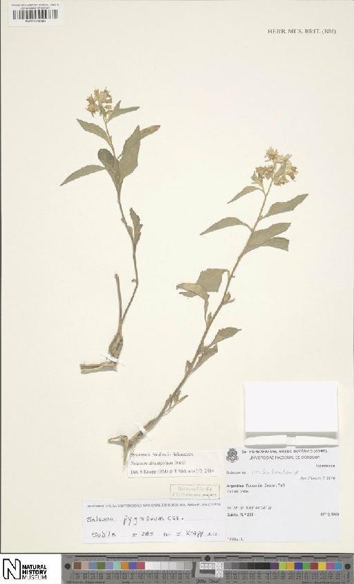 Solanum tiinae Barboza & S.Knapp - BM001134586