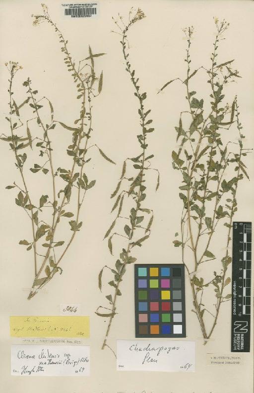 Cleome chilensis subsp. mathewsii (Briq) Iltis - BM000629067