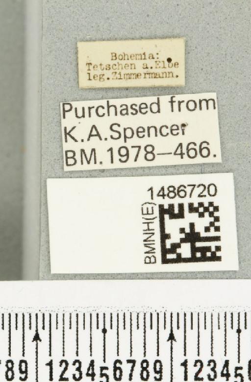 Phytomyza abdominalis Zetterstedt, 1848 - BMNHE_1486720_label_52972