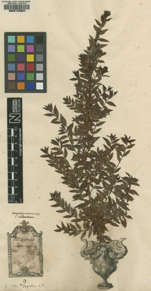 Myrtus communis var. tarentina L. - BM000628602