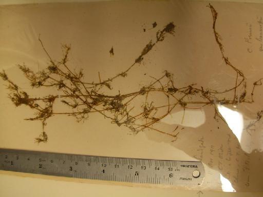 Chara preissii var. bancroftii J.Groves - Thallus