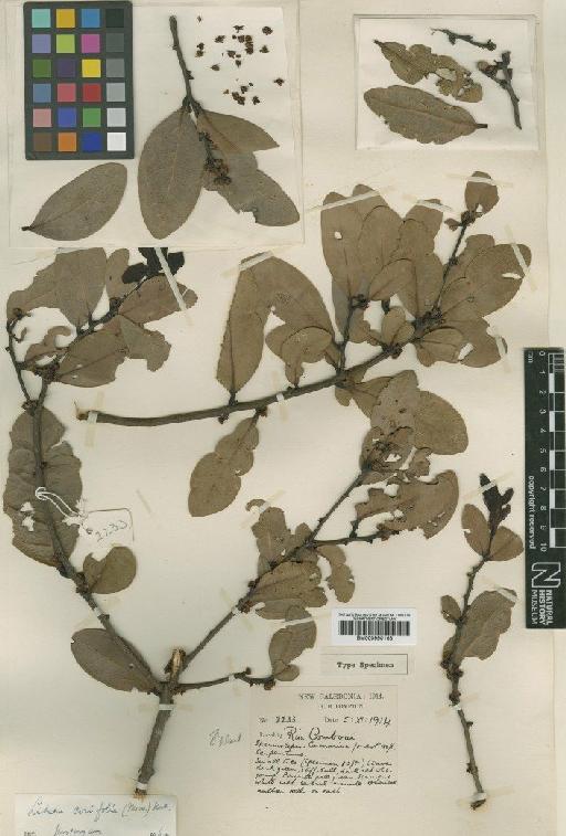 Litsea corifolia (Moore) Kost - BM000990163