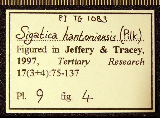 Sigatica hantoniensis (Pilkington, 1804) - TG 1083. Sigatica hantoniensis (label 1)