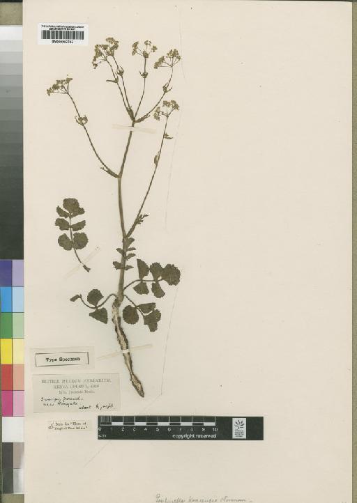 Pimpinella keniensis Norman - BM000902762