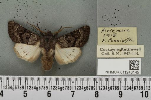 Aporophyla lueneburgensis ab. sedi Guenée, 1852 - NHMUK_011243145_644287