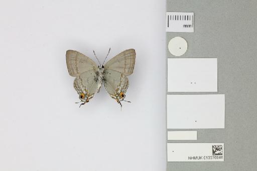 Hypolycaena phorbas furvae Tennent, 2016 - 013376846_Hypolycaena_phorbas_furvae_Tennent_2016_PT_1