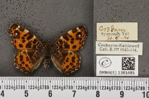 Araschnia levana (Linnaeus, 1758) - BMNHE_1381485_167661