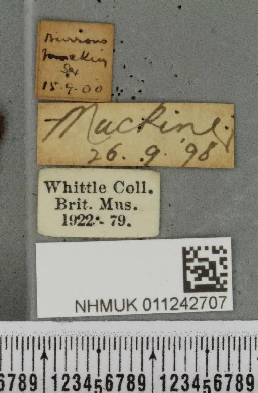 Aporophyla lutulenta (Denis & Schiffermüller, 1775) - NHMUK_011242707_label_643820