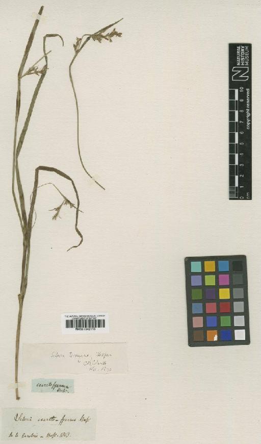 Scleria exaratosperma Bosc - BM001042113