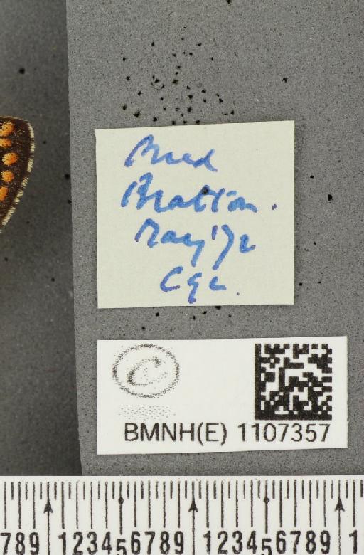 Euphydryas aurinia ab. virgata Tutt, 1896 - BMNHE_1107357_label_18590