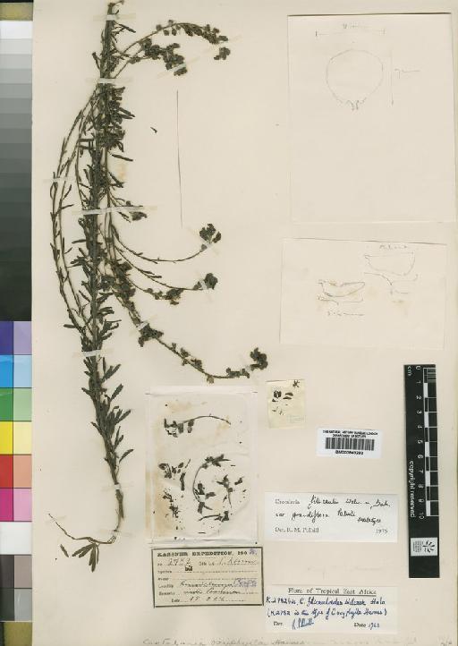 Crotalaria filicaulis var. grandiflora Polhill - BM000843282