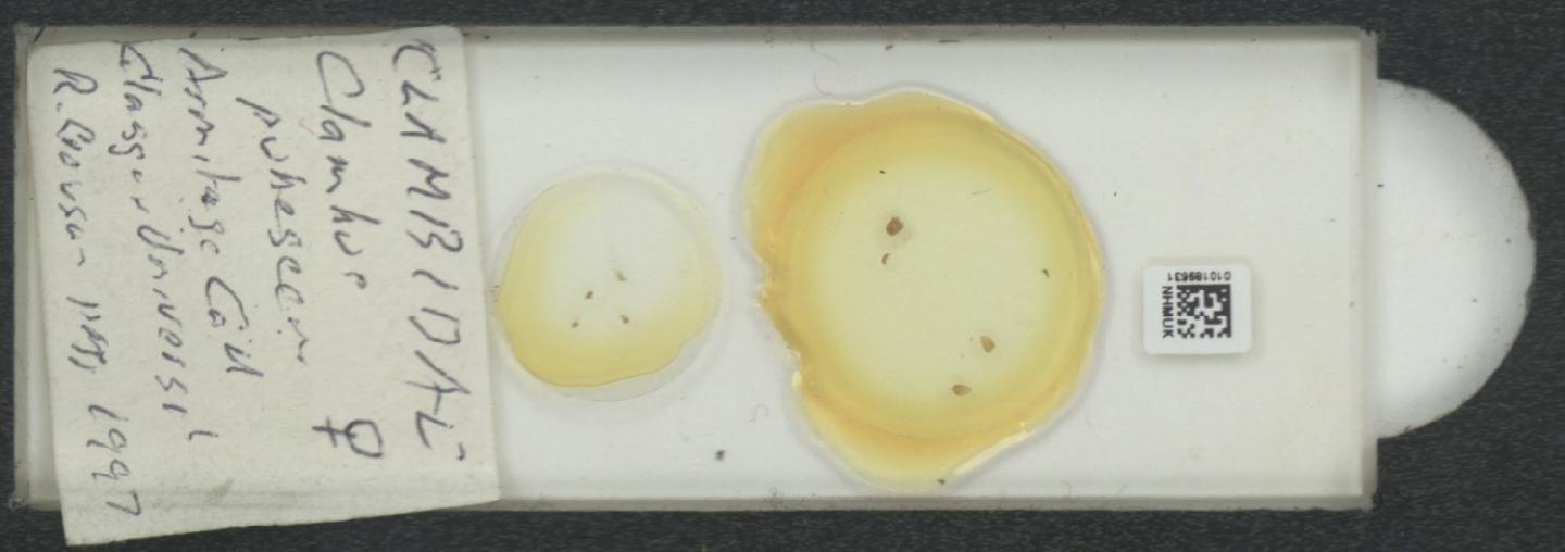 Clambus pubescens thumbnail