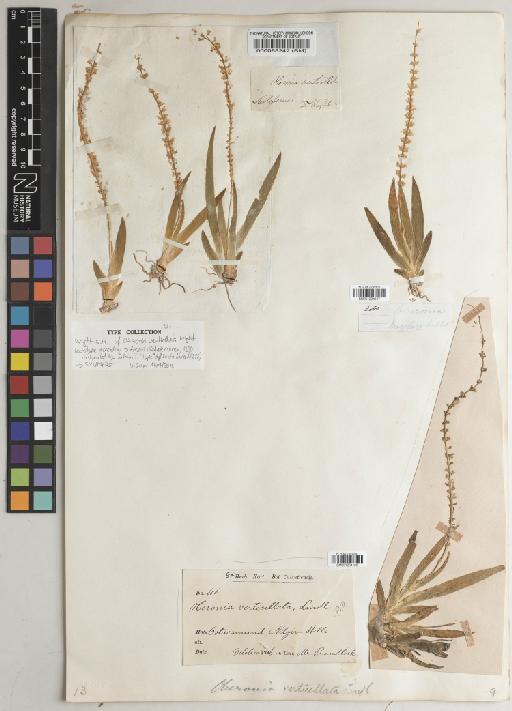 Oberonia verticillata Wight - BM000088242