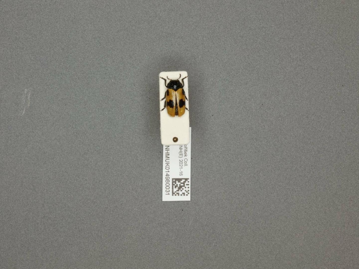 Clytra aliena