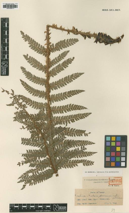 Polystichum kurokawae Tagawa - BM001048713
