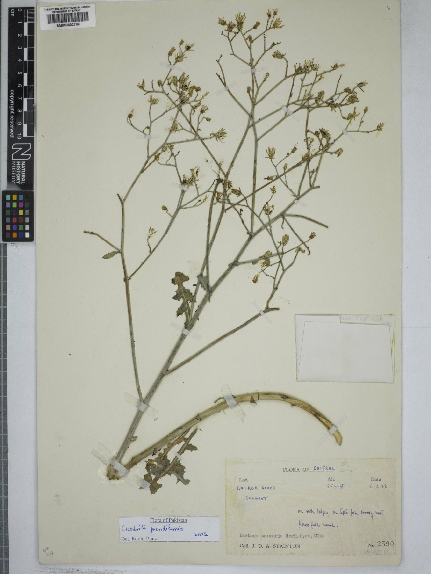 To NHMUK collection (Cicerbita picridiformis (Boiss.) Bano & Qaiser; NHMUK:ecatalogue:4973719)