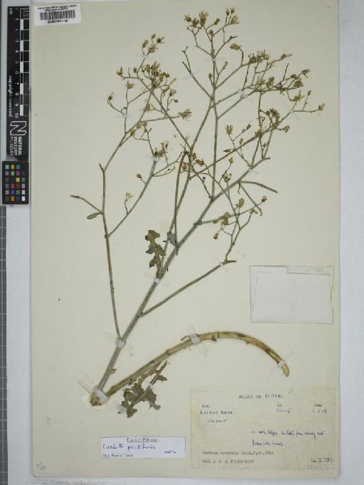 Cicerbita picridiformis (Boiss.) Bano & Qaiser - 000802788