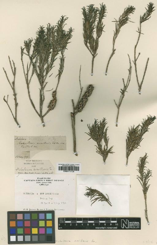 Melaleuca armillaris Sm. - BM001015128