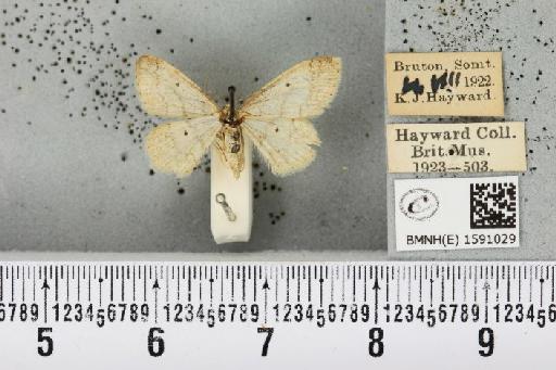 Idaea biselata (Hufnagel, 1767) - BMNHE_1591029_265757