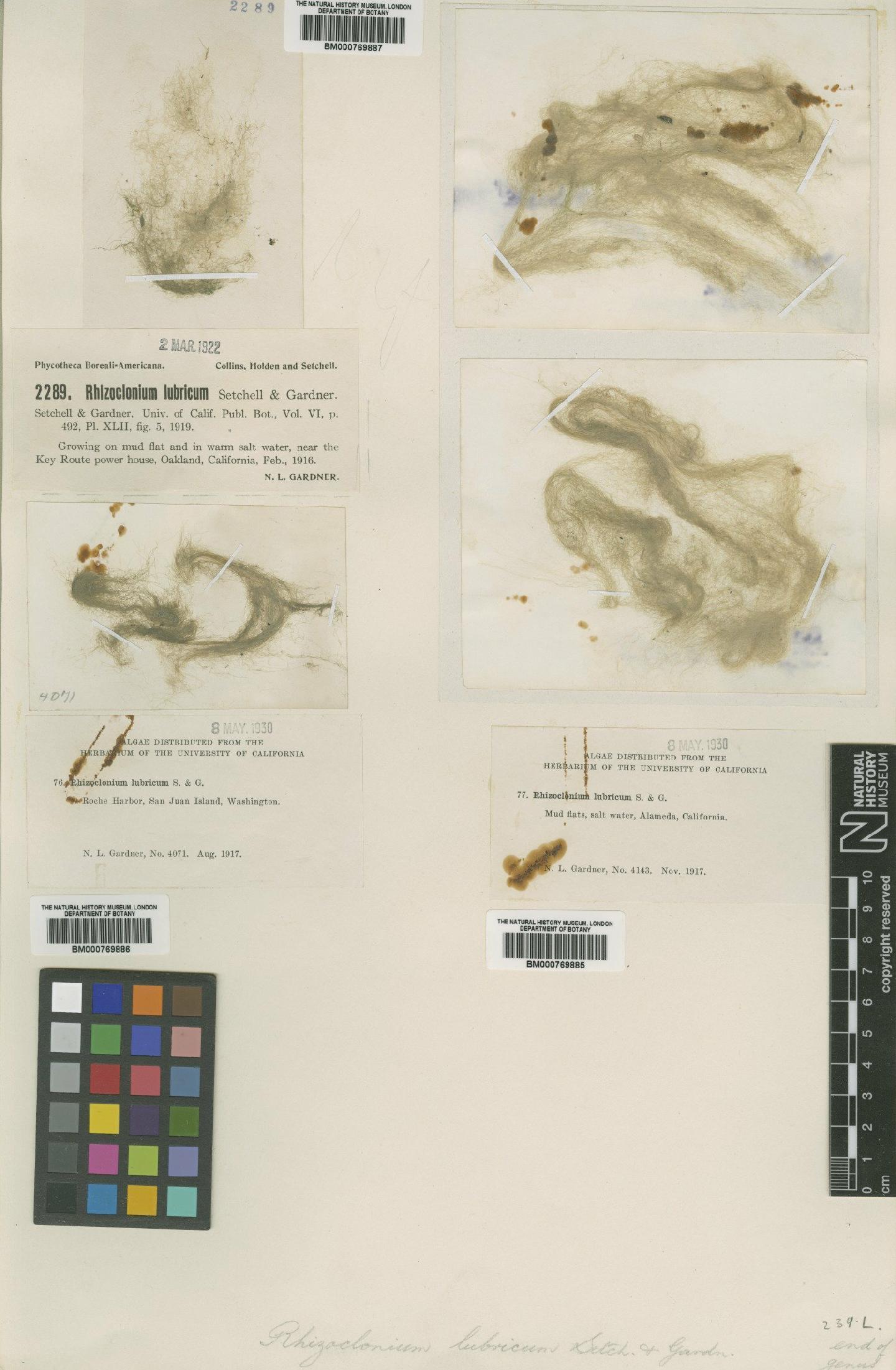 To NHMUK collection (Rhizoclonium lubricum Setch. & N.L.Gardner; TYPE; NHMUK:ecatalogue:531112)