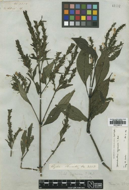 Strobilanthes nigrescens Anderson - BM000898030