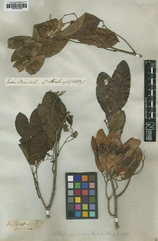 Dalbergia rimosa Roxb. - BM000958676