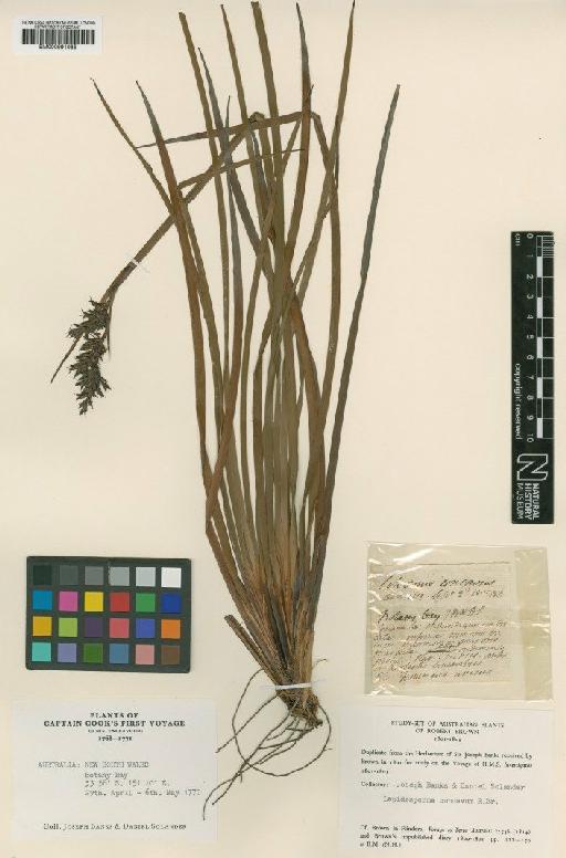 Lepidosperma concavum R.Br. - BM000991085