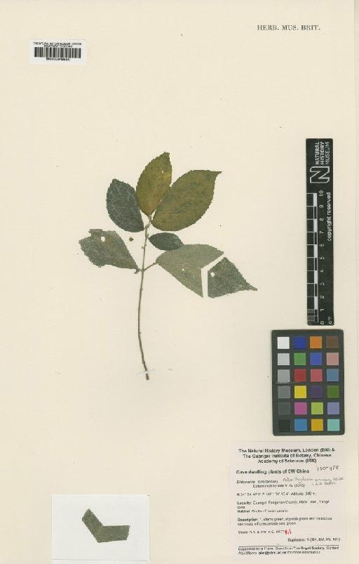 Elatostema retrorstrigulosum W.T.Wang, Y.G.Wei & A.K.Monro - BM000949850