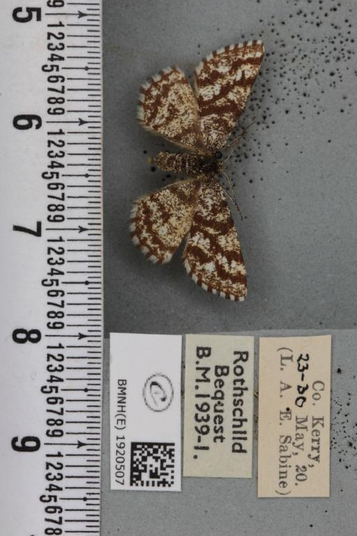 Ematurga atomaria (Linnaeus, 1758) - BMNHE_1920507_486381