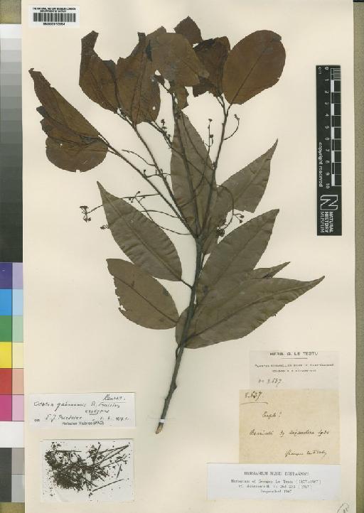 Ocotea gabonensis Fouilloy - BM000910554