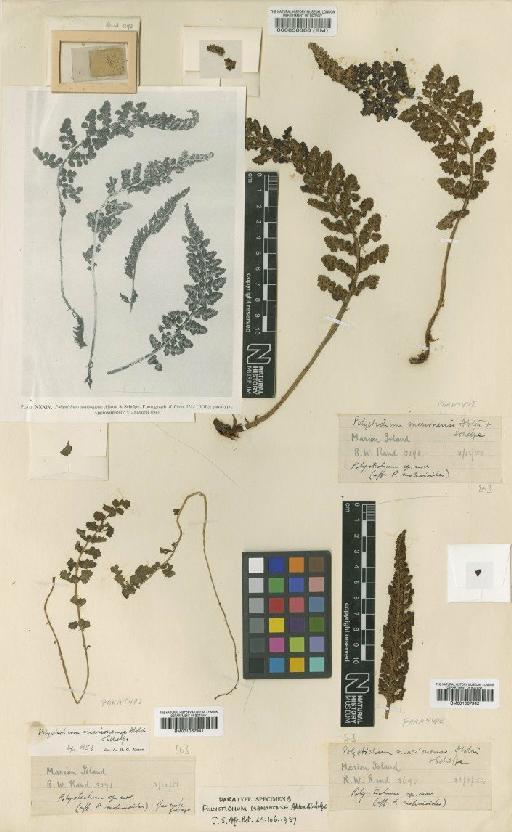 Polystichum marionense Alston & Schelpe - BM001067942