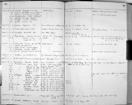 Lophogaster multispinosus Fage, 1940 - Zoology Accessions Register: Crustacea: 1935 - 1962: page 80