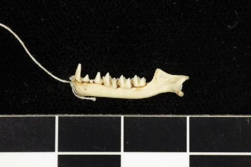 Rhinolophus yunanensis Dobson, 1872 - 1909_4_4_3-Rhinolophus_yunanensis-Syntype-Skull-mandible-lateral