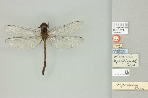 Heliaeschna ugandica McLachlan, 1896 - 011253658_dorsal