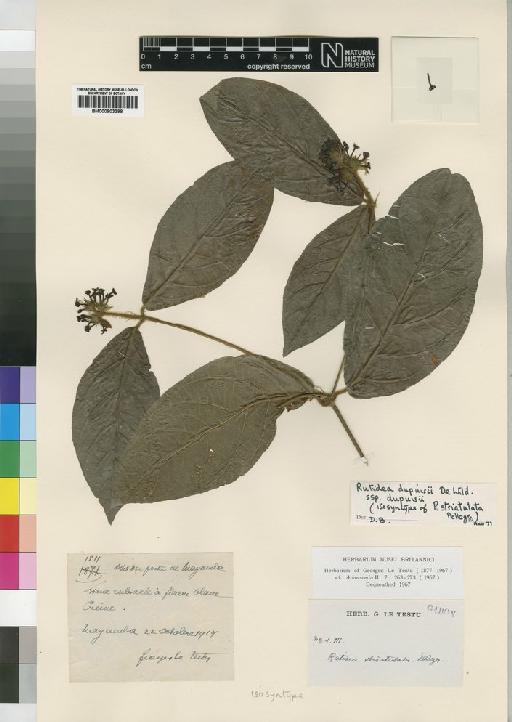 Rutidea dupuisii subsp. dupuisii De Wild. - BM000903398