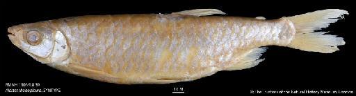 Alestes rhodopleura Boulenger, 1906 - BMNH 1906.9.8.39 Alestes rhodopleura, SYNTYPE