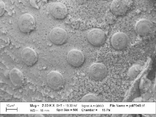 Electra dentata (Wood) - BZ 5452. Electra dentata (pdt 7949)