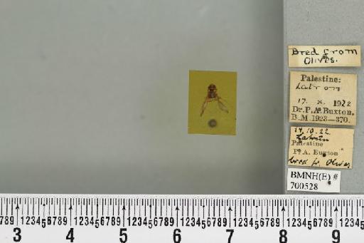 Bactrocera (Daculus) oleae (Rossi, P., 1790) - BMNHE_700528_34561