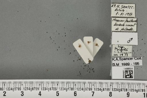 Liriomyza trifolii (Burgess, 1880) - BMNHE_1488301_52148