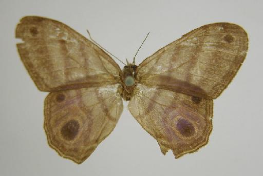 Euptychia hewitsonii Butler, 1867 - BMNH(E)_ 1267111_Chloreuptychia_(Euptychia)_hewitsonii_Butler_ST_female_ (2)