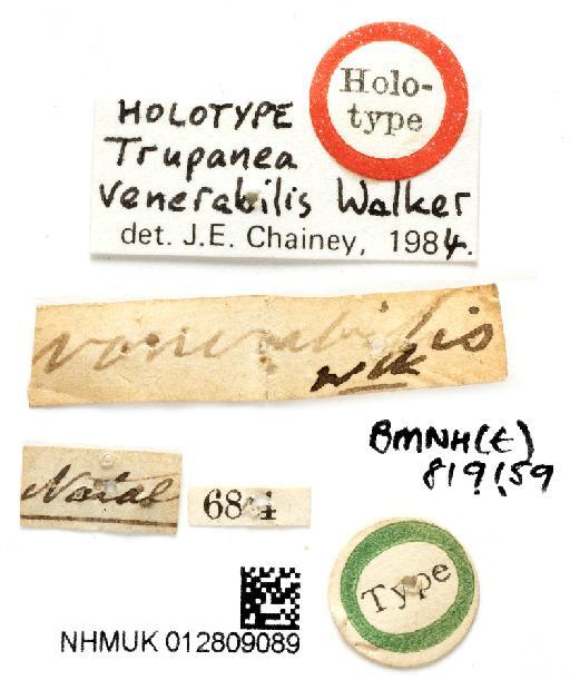 Trupanea venerabilis Walker, 1857 - NHMUK 012809089 Trupanea venerabilis HT - labels